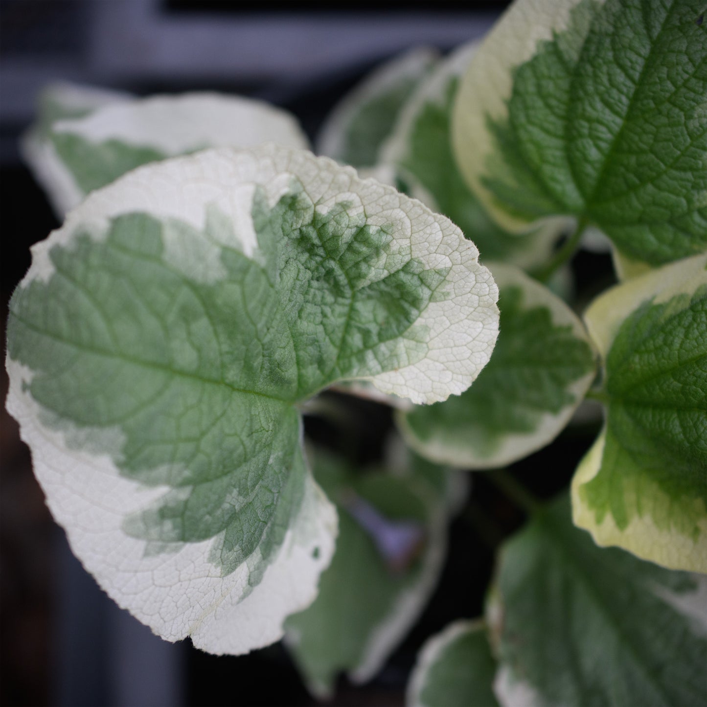 Brunnera macrophylla 'Variegata'