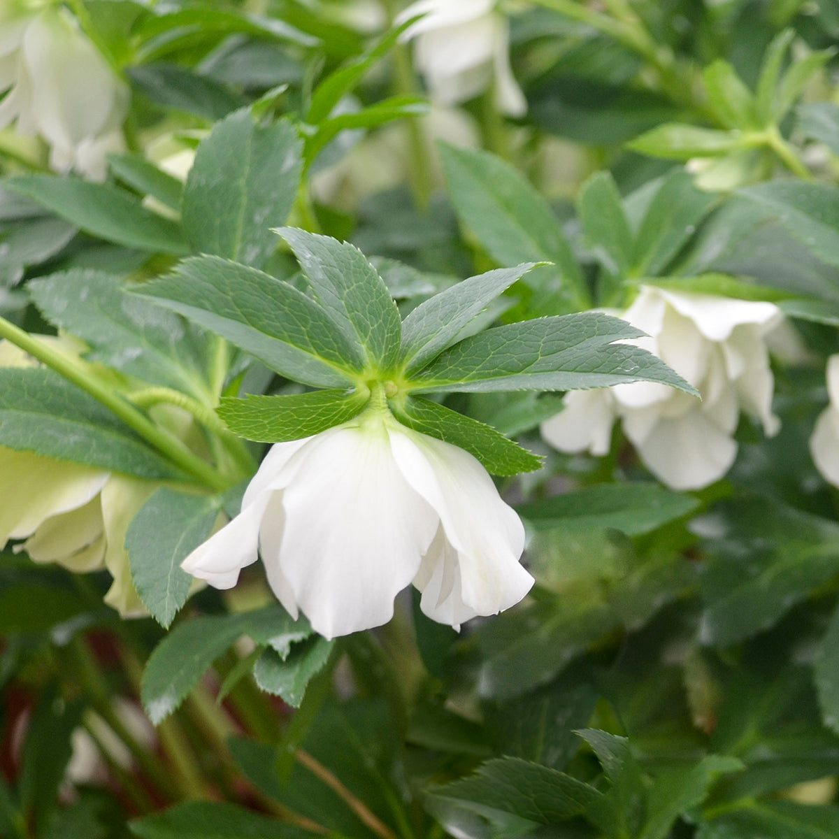 Helleborus x hybridus 'Wedding Bells'