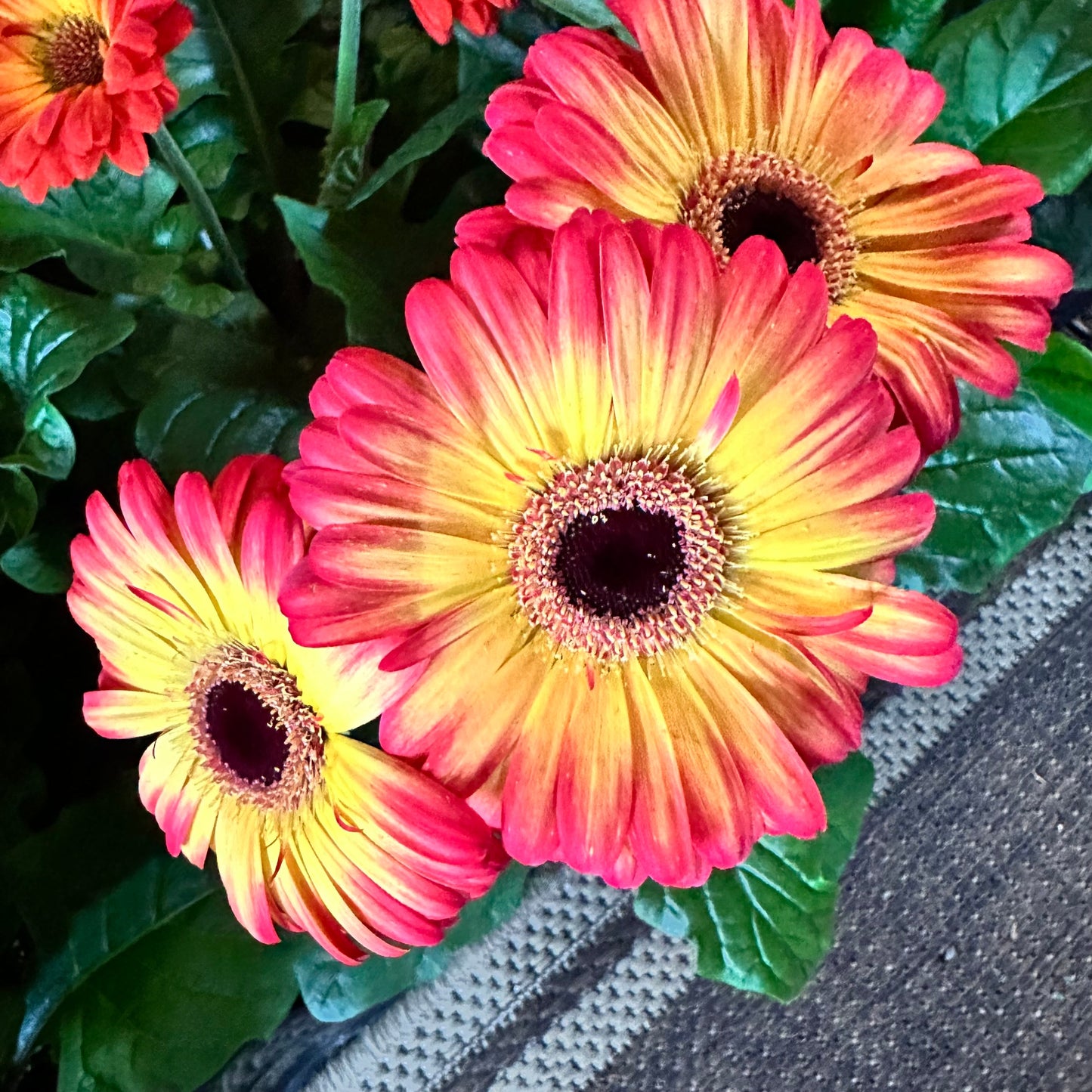 Gerbera daisy
