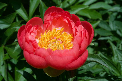 Paeonia (Herbaceous Hybrid) 'Coral Sunset'