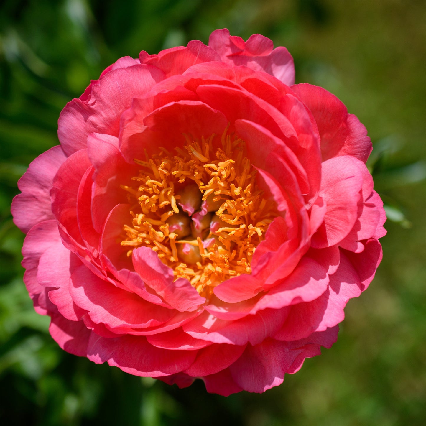 Paeonia (Herbaceous Hybrid) 'Coral Sunset'