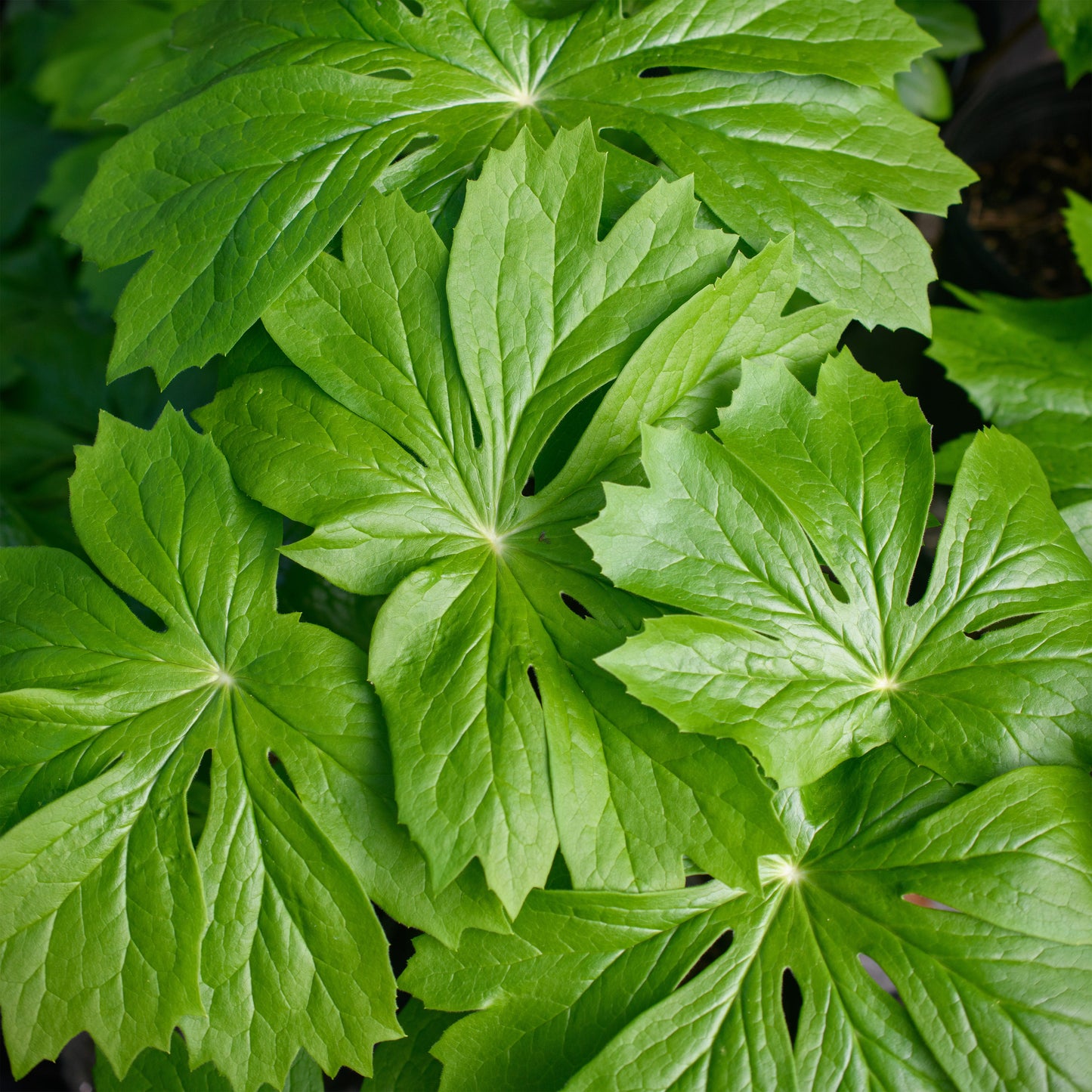 Podophyllum peltatum (Mayapple)