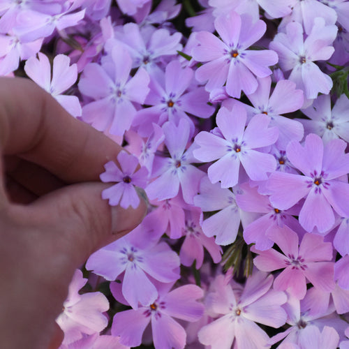 Phlox subulata 'Pink Sparkles'