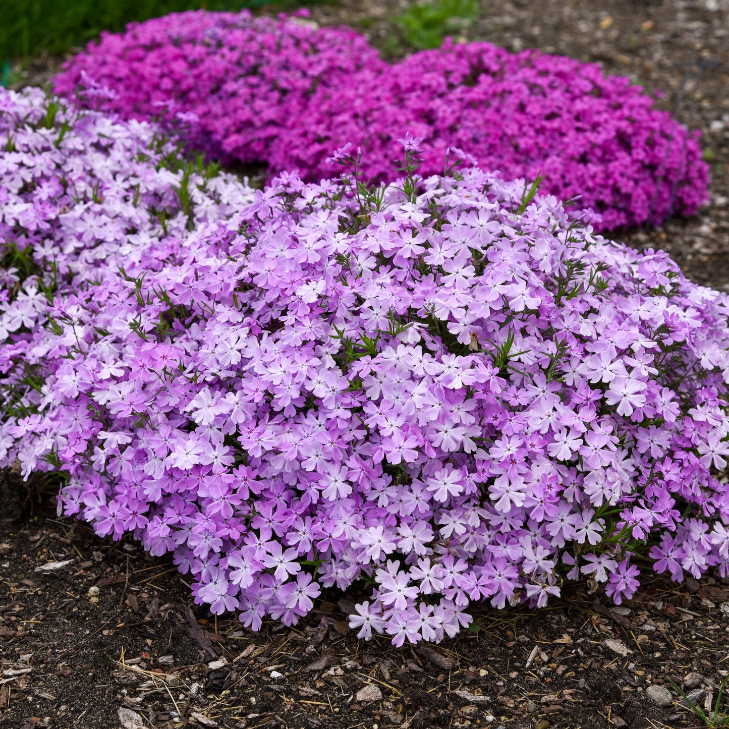 Phlox subulata 'Pink Sparkles'