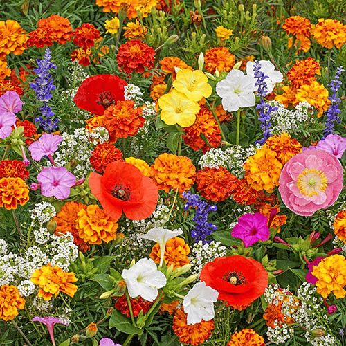 Heirloom Mixed Perennial Flower Seeds