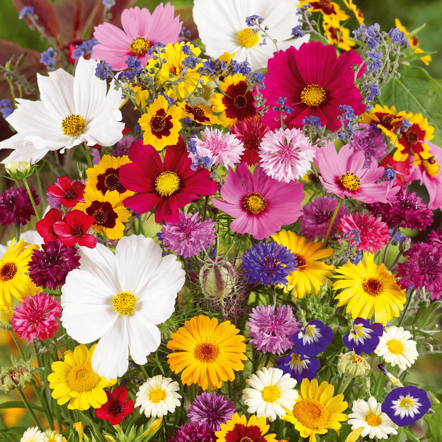 Heirloom Mixed Perennial Flower Seeds