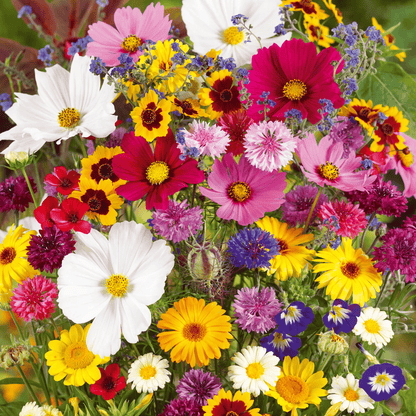 Heirloom Mixed Perennial Flower Seeds