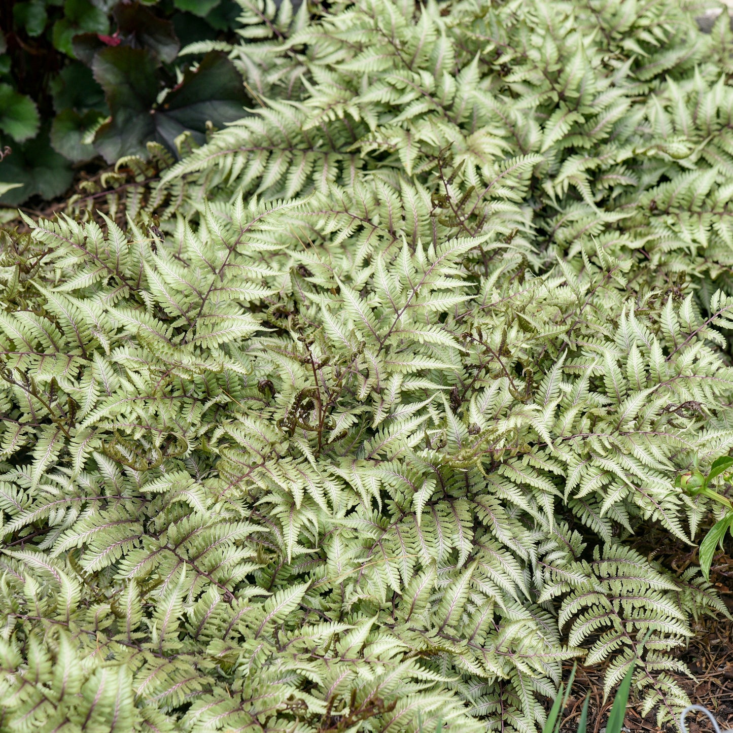 Athyrium niponicum pictum 'Godzilla'