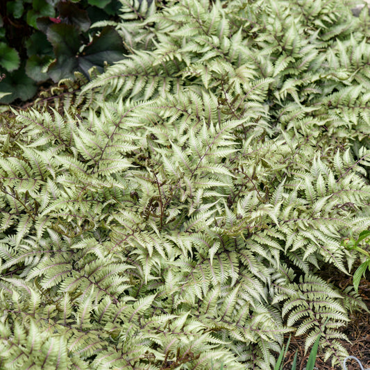 Athyrium niponicum pictum 'Godzilla'