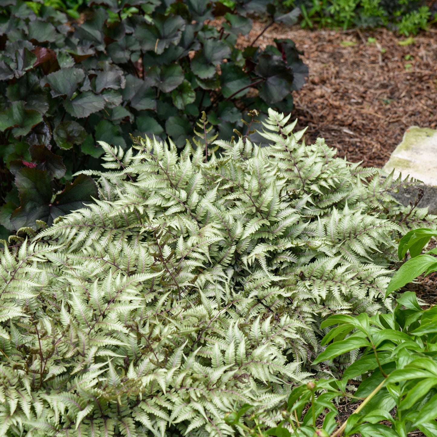Athyrium niponicum pictum 'Godzilla'
