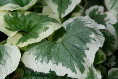 Brunnera macrophylla 'Variegata'
