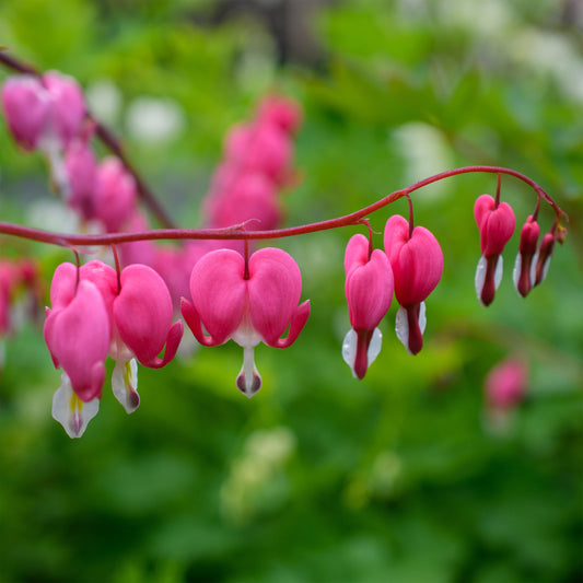 Dicentra spectabilis (Bleeding Heart)