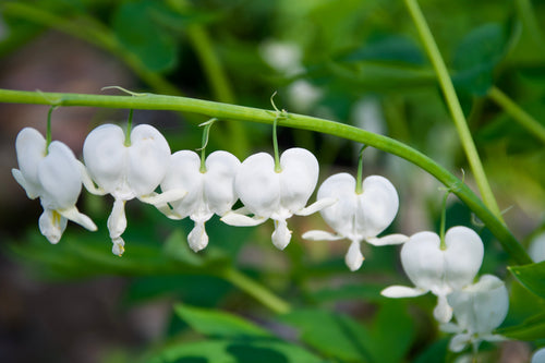 Dicentra spectabilis 'Alba' (Bleeding Heart)
