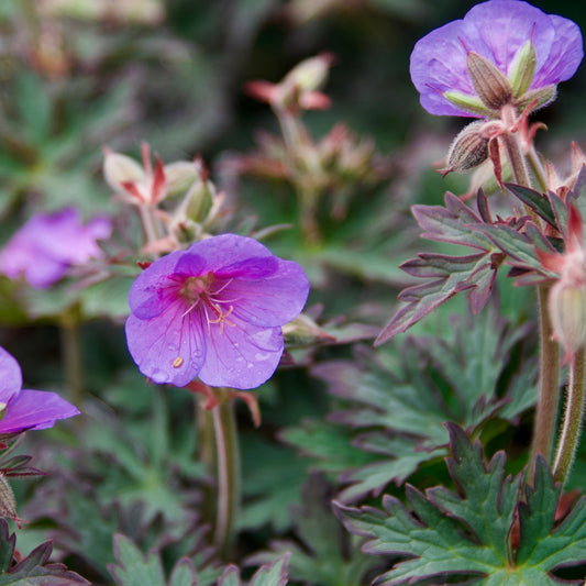 Geranium pratense 'Boom Chocolatta'