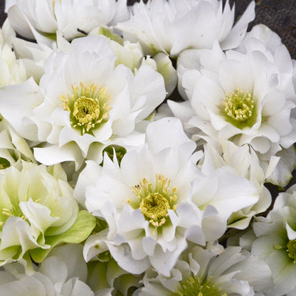 Helleborus x hybridus 'Wedding Bells'