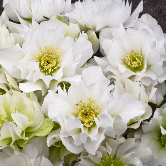 Helleborus x hybridus 'Wedding Bells'