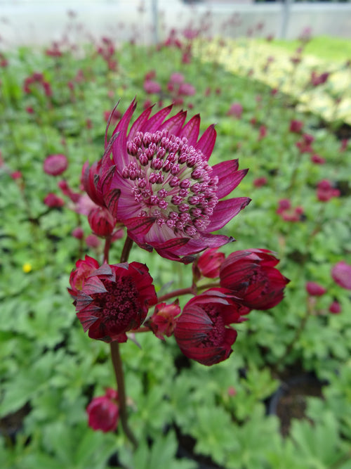 Astrantia major 'Star of Fire' (Masterwort)
