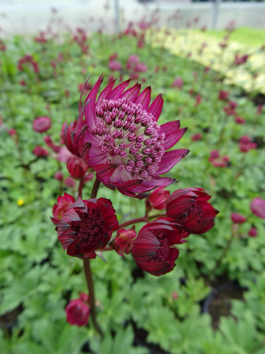 Astrantia major 'Star of Fire' (Masterwort)