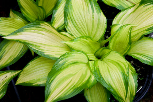 Hosta 'On Stage'