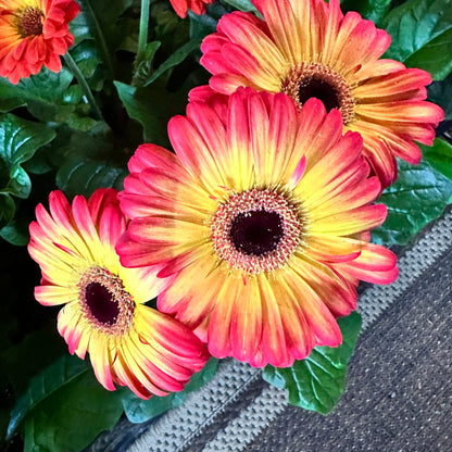 Gerbera daisy