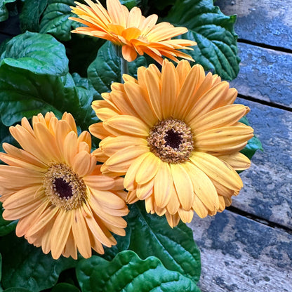 Gerbera daisy