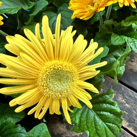 Gerbera daisy