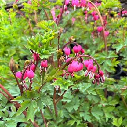 Dicentra spectabilis (Bleeding Heart)
