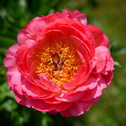 Paeonia (Herbaceous Hybrid) 'Coral Sunset'