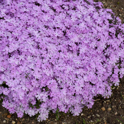 Phlox subulata 'Pink Sparkles'