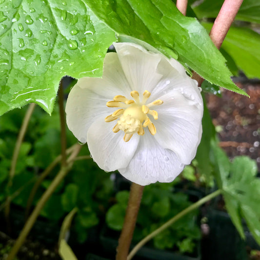 Podophyllum peltatum (Mayapple)