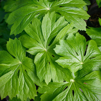 Podophyllum peltatum (Mayapple)