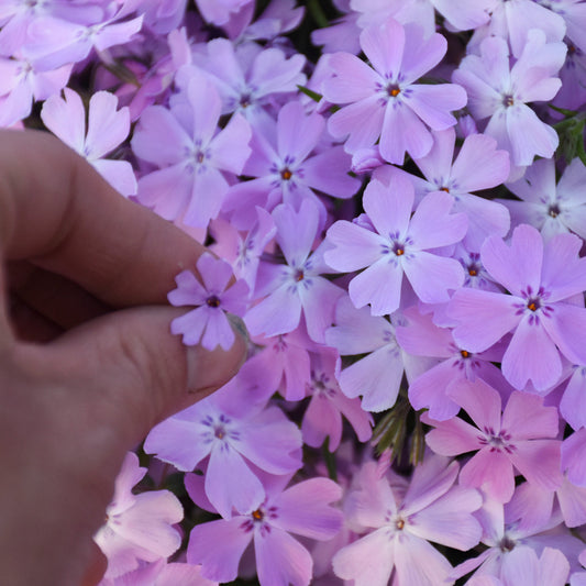 Phlox subulata 'Pink Sparkles'