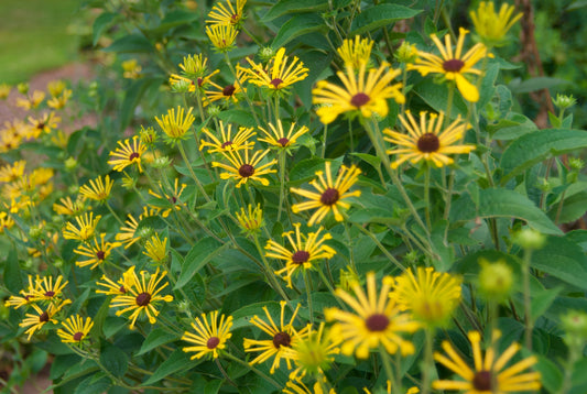 Rudbeckia subtomentosa 'Little Henry'